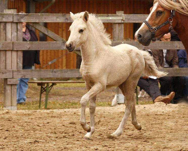 Myrdal von Heidmoor i.jpg